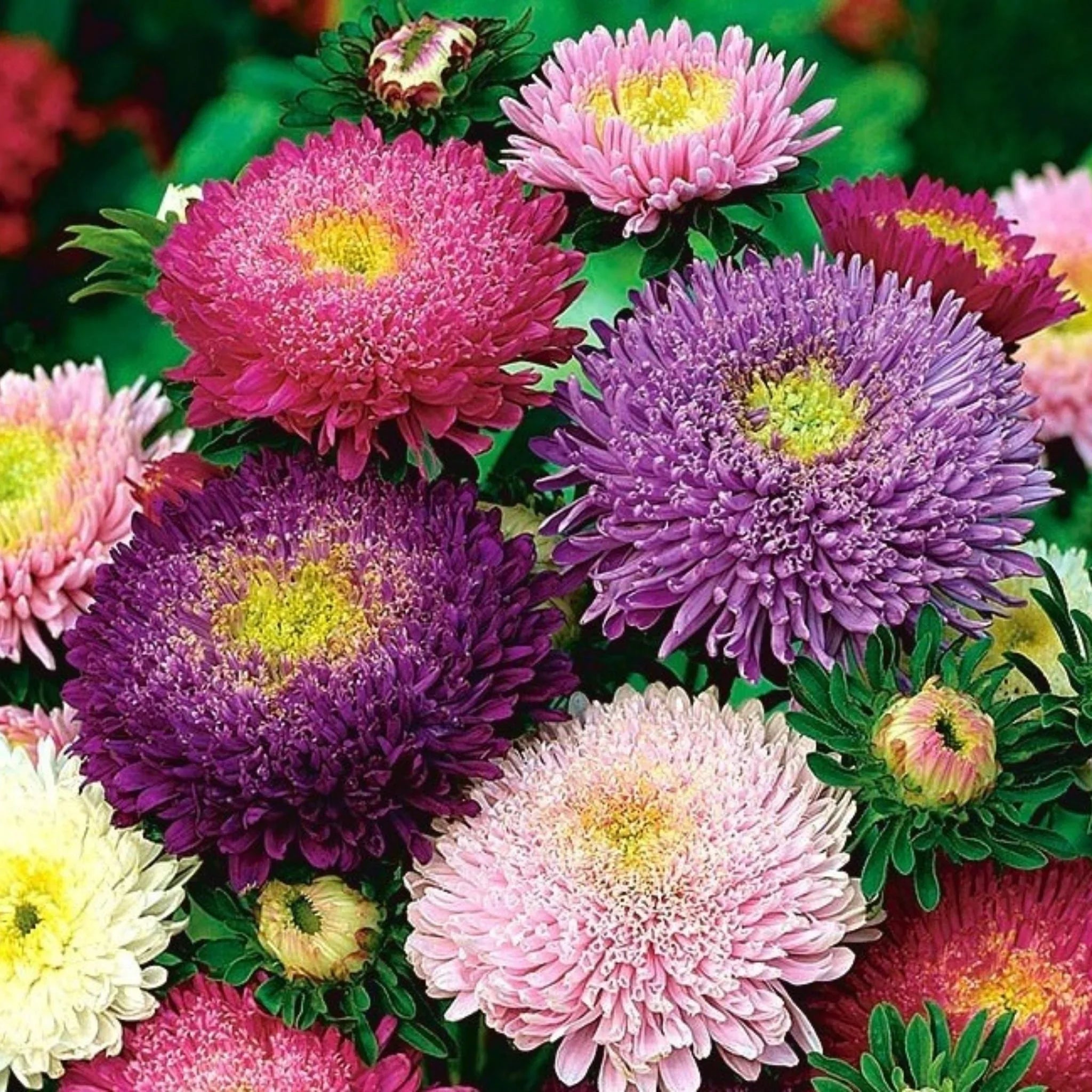 Easy to grow mixed aster plants with pink purple and white petals