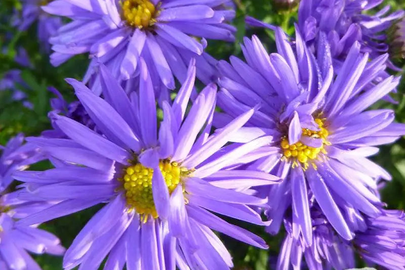 Aster Novi-Belgii Flower Seeds for Planting