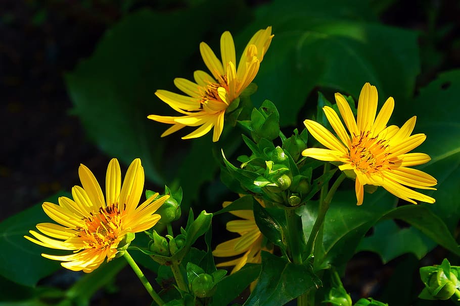How to Grow Yellow-Green Aster Flowers