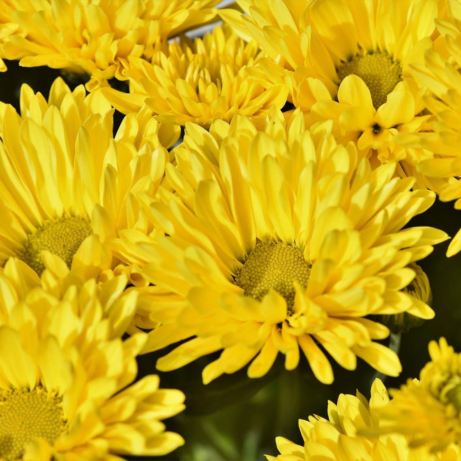 Non GMO Aster seeds producing yellow green flowers

