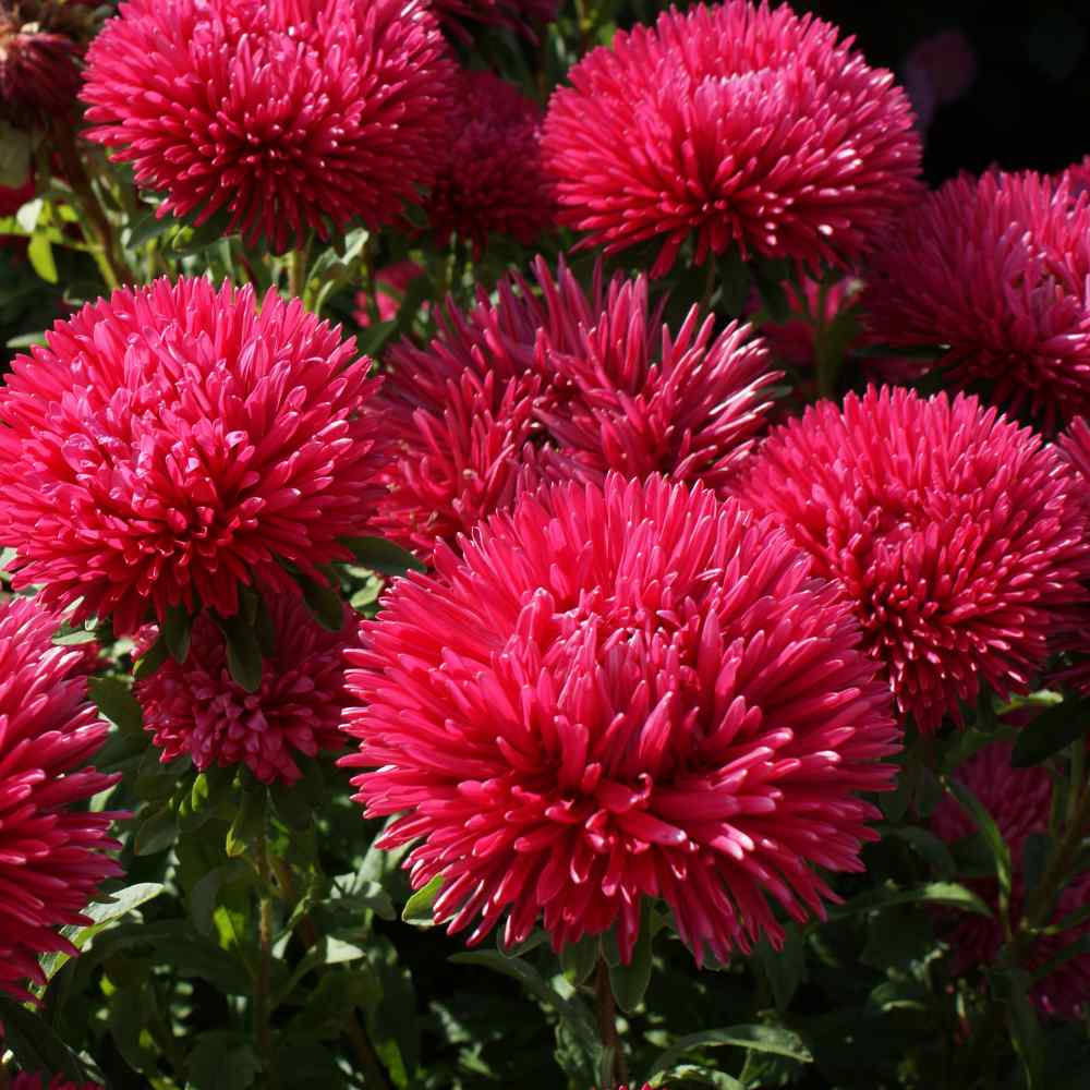 Dark Red Aster Callistephus Seeds For Planting - Bold Blooms Your Garden