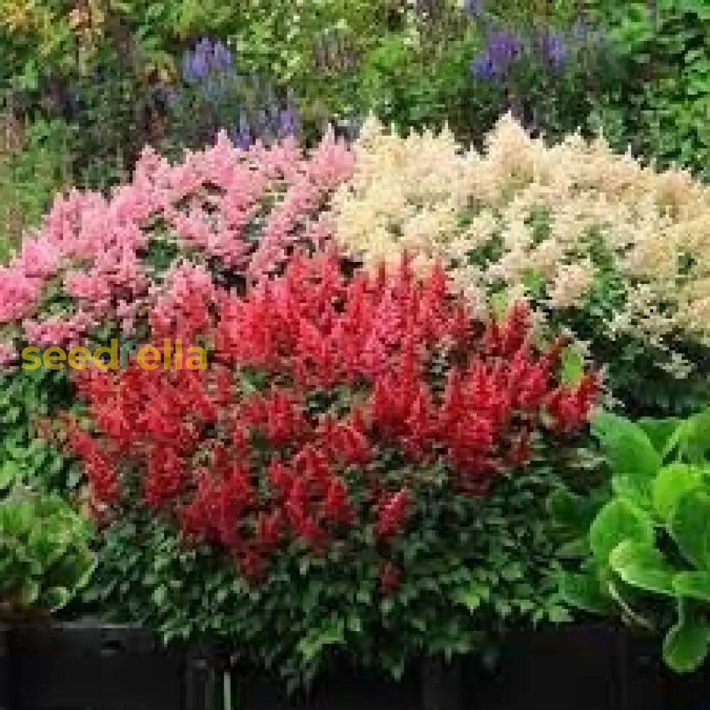 Astilbe Flower Seeds For Planting