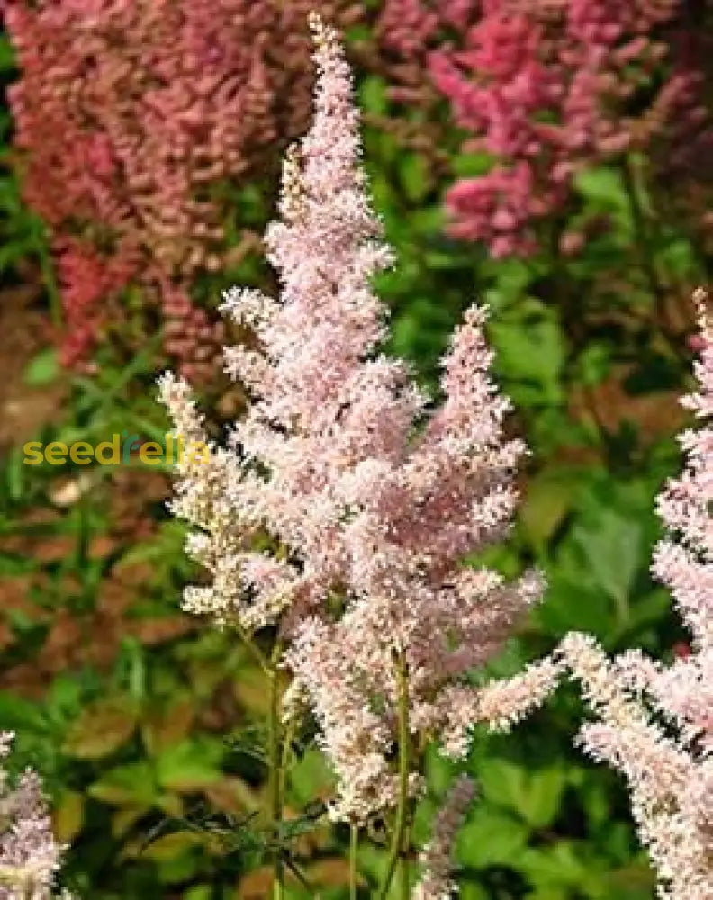 Astilbe Flower Seeds For Planting Light Green - Soft Beauty Your Garden