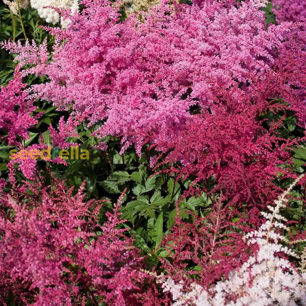 Astilbe Flower Seeds Planting Guide: Tips For Successful Growth