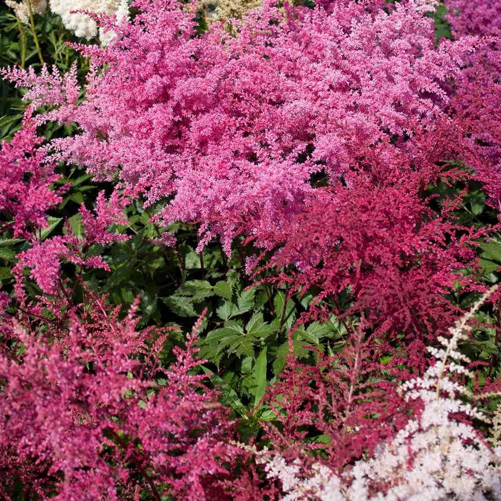 Astilbe Flower Seeds for Planting