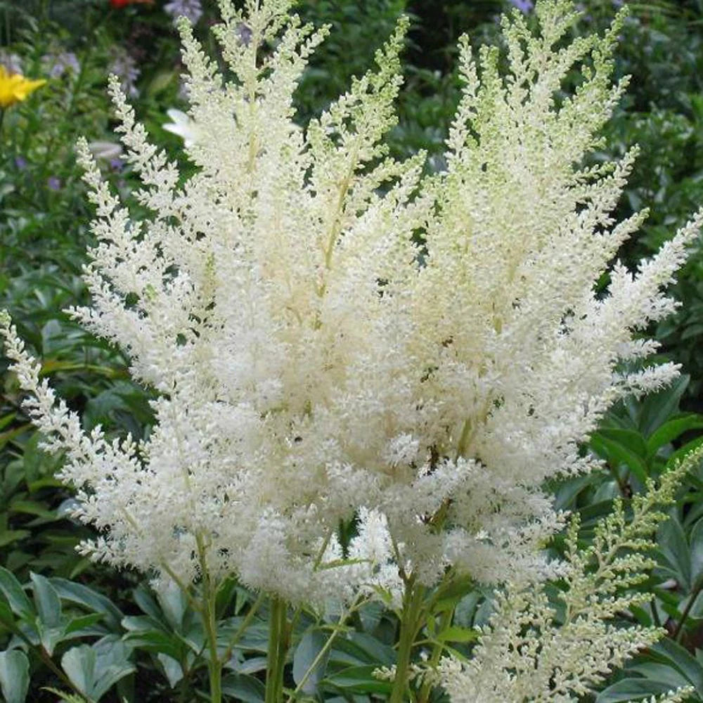 Astilbe Flowers Growing in a Garden Bed
