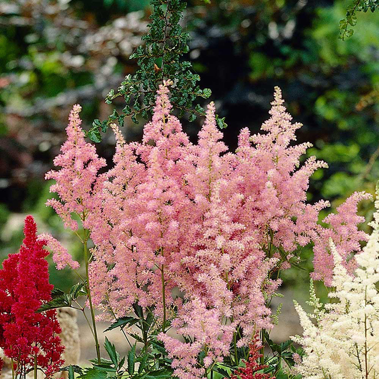 Light Green Astilbe planted along garden border