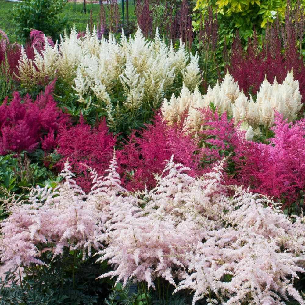 Perennial Astilbe blooms from premium seeds
