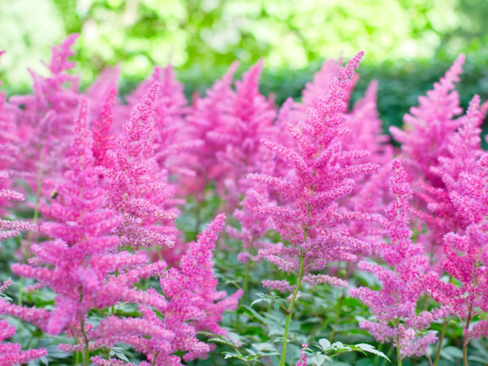 Astilbe Pink Blooms Seeds – Non-GMO Shade Perennial Plant