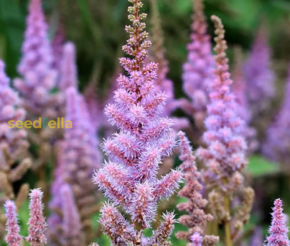 Astilbe Pumila Seeds For Planting In Shade Gardens Flower