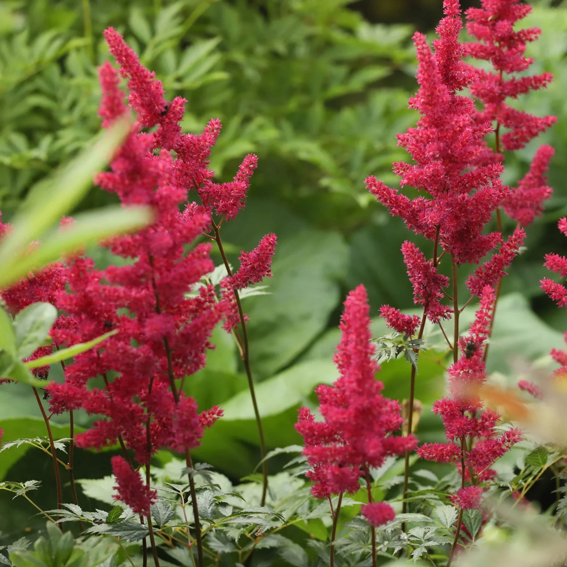 Astilbe Red Garden – Bright Red Perennial Blooms