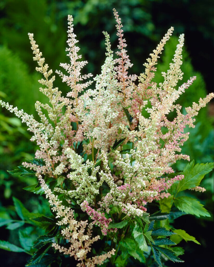 Cream Astilbe seeds for low-maintenance garden planting
