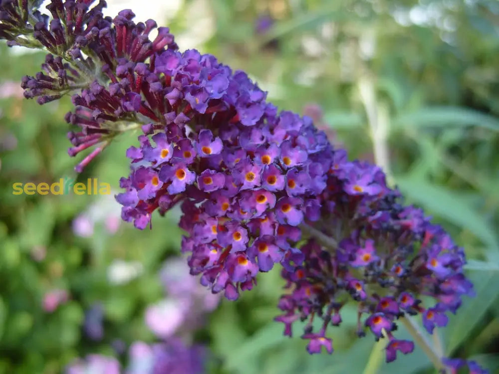 Astilbe Seeds - Purple Perennial Flower For Planting