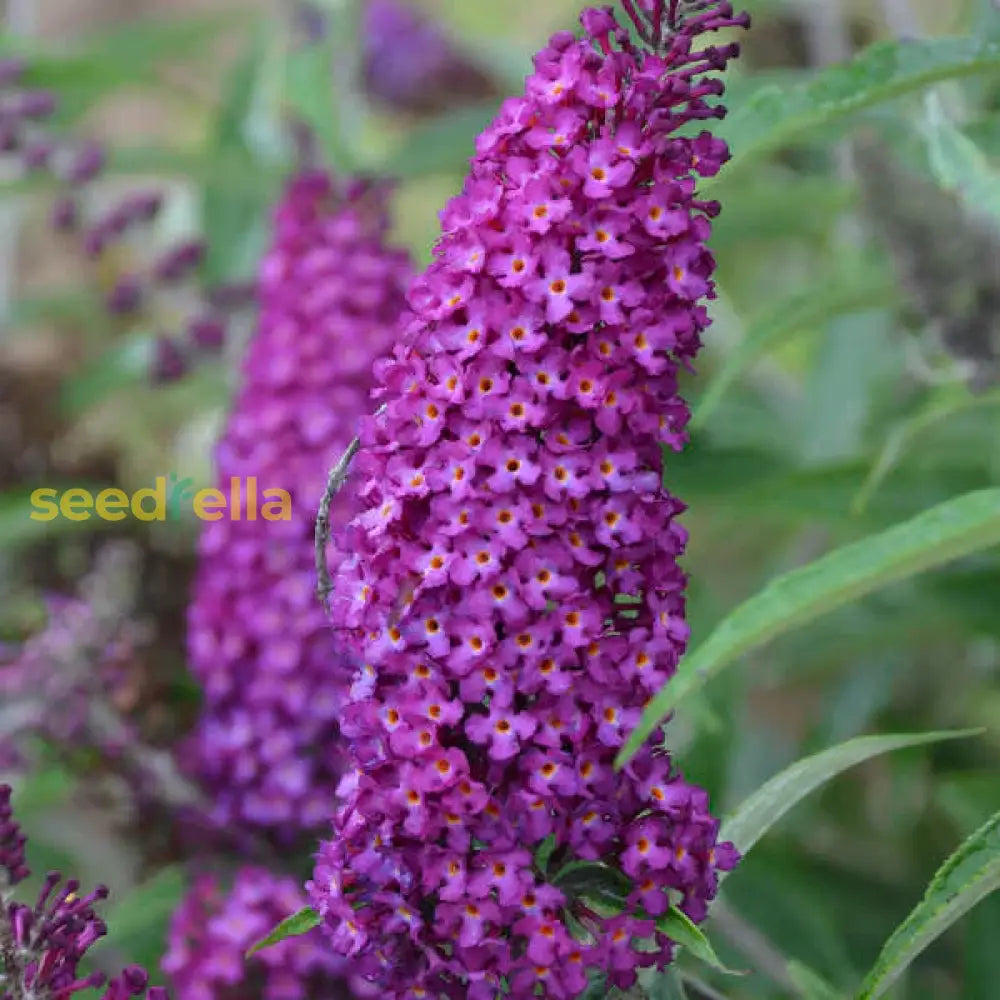 Astilbe Seeds - Purple Perennial Flower For Planting