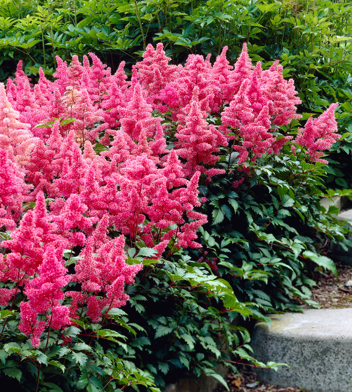 Pink Astilbe Seeds For Elegant Blooms: Easy Planting Guide Flower