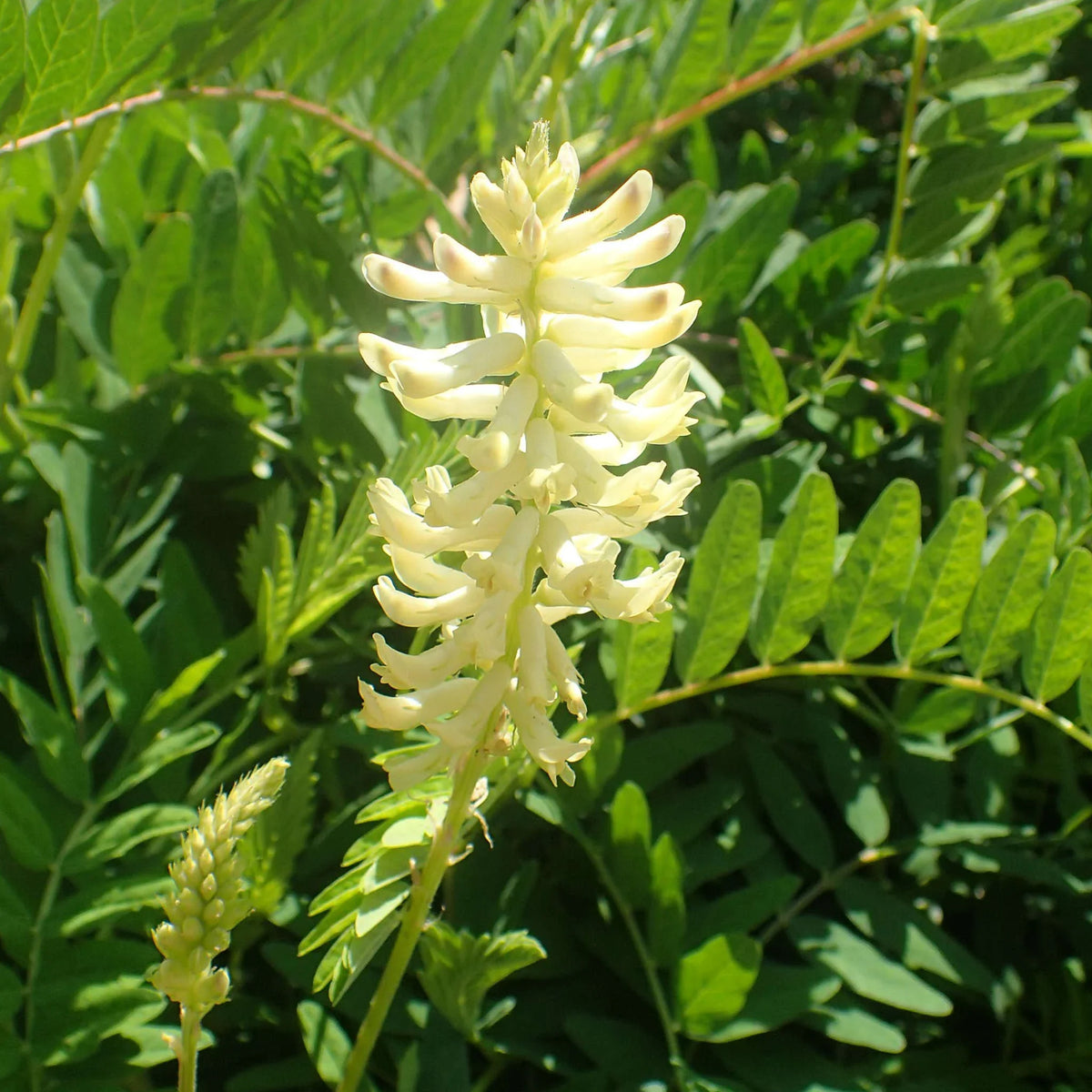 Astragalus Flower seeds for Planting - Sun Loving, Heirloom & GMO Free Seeds for Home Garden
 
 Sale for planting in home garden