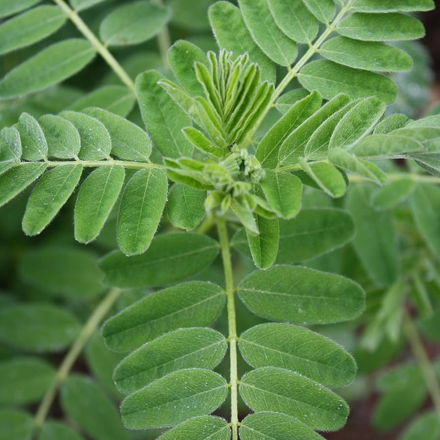 Astragalus Plants Growing in Herbal Garden Bed