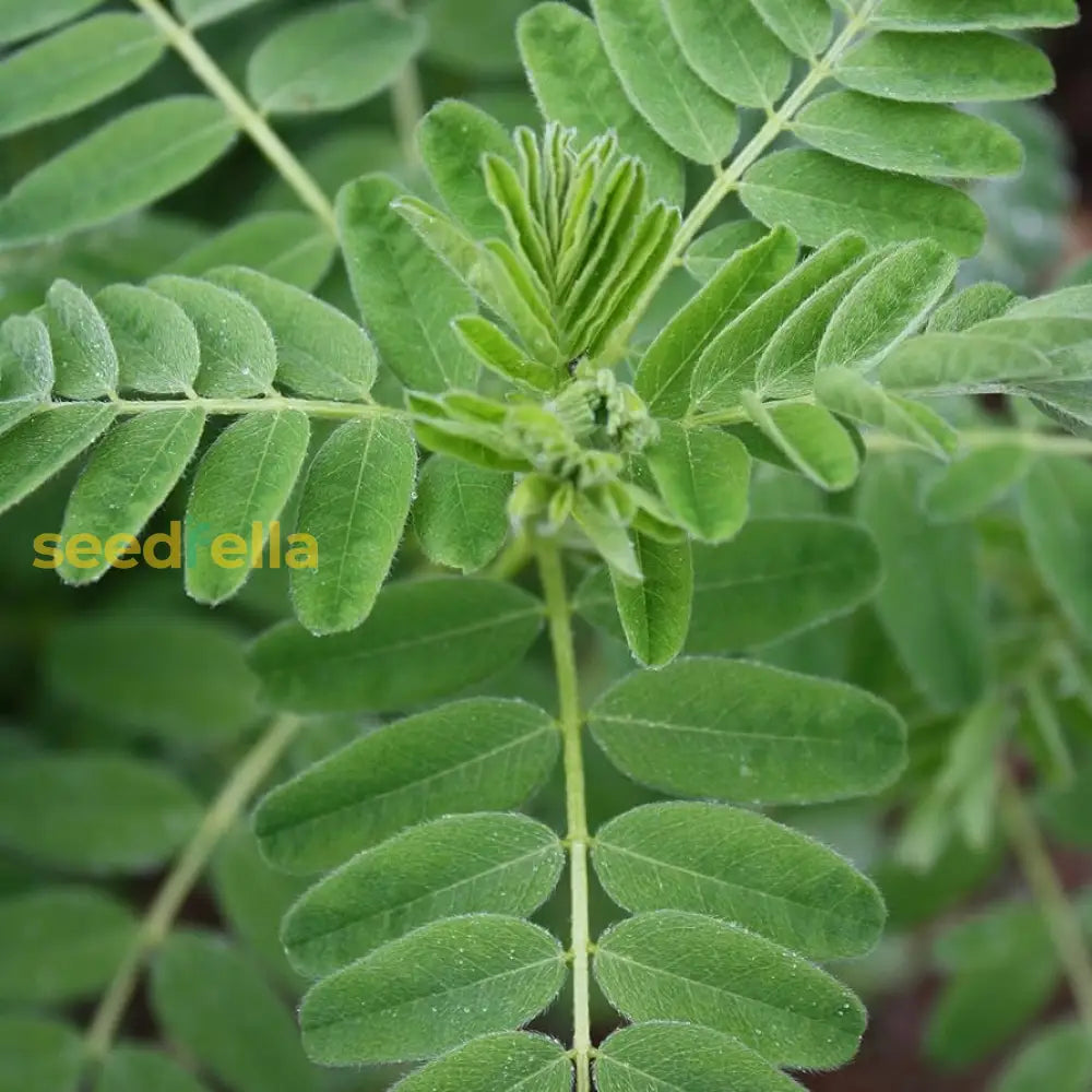 Astragalus Membranaceus Seeds For Planting