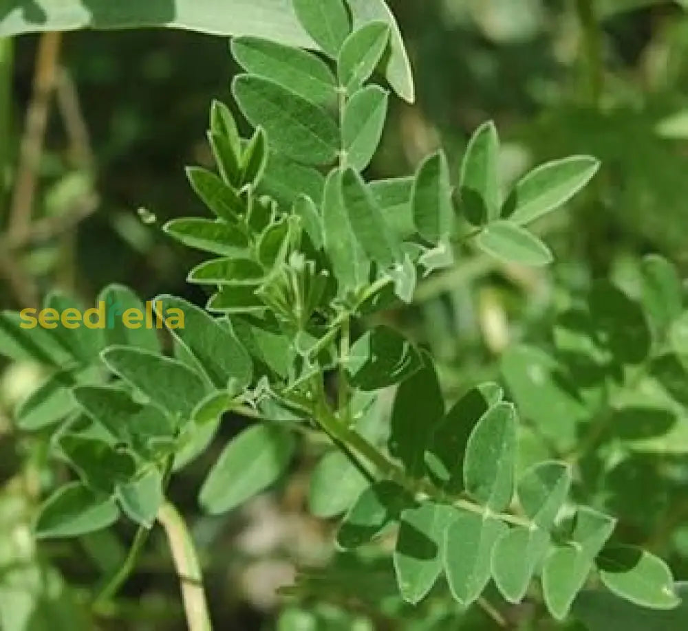 Astragalus Membranaceus Seeds For Planting