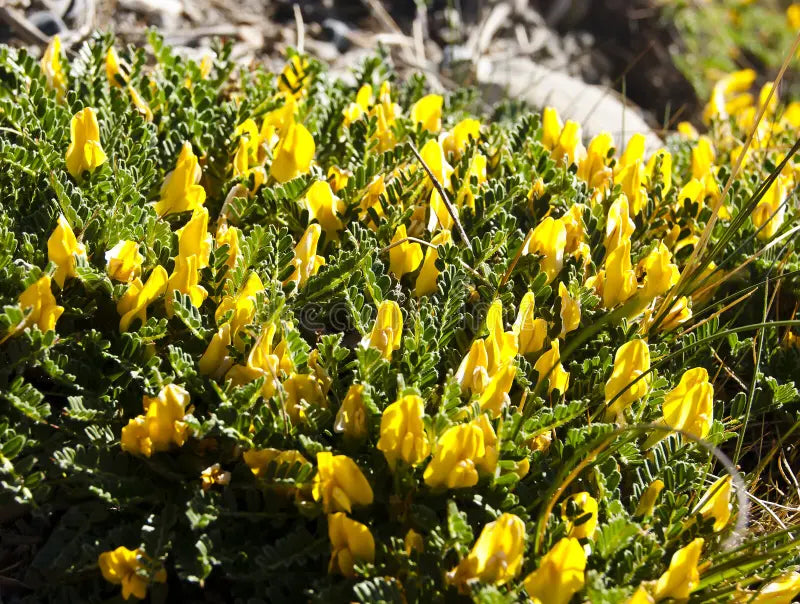 Astragalus Plant Seeds for Herbal and Ornamental Gardening