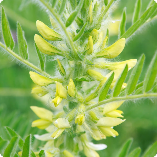 Astragalus seeds Astragalus membranaceus hardy perennial herb