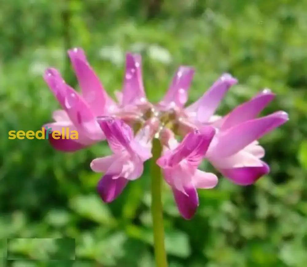 Astragalus Sinicus Seeds For Planting - Beautiful Flower Blooms