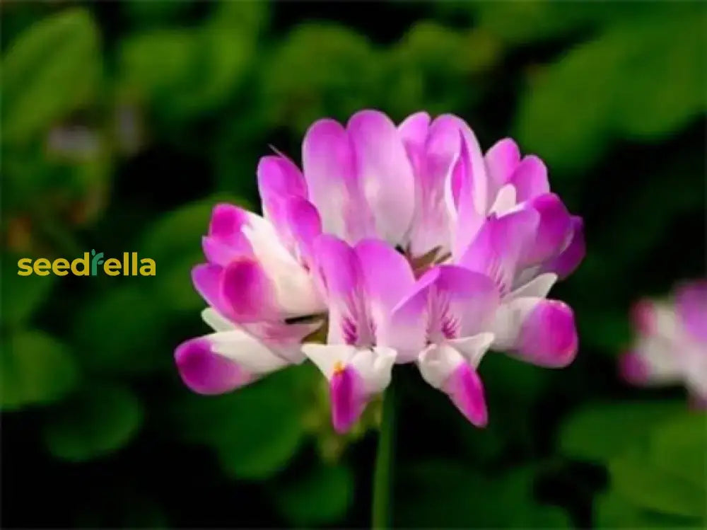 Astragalus Sinicus Seeds For Planting - Beautiful Flower Blooms