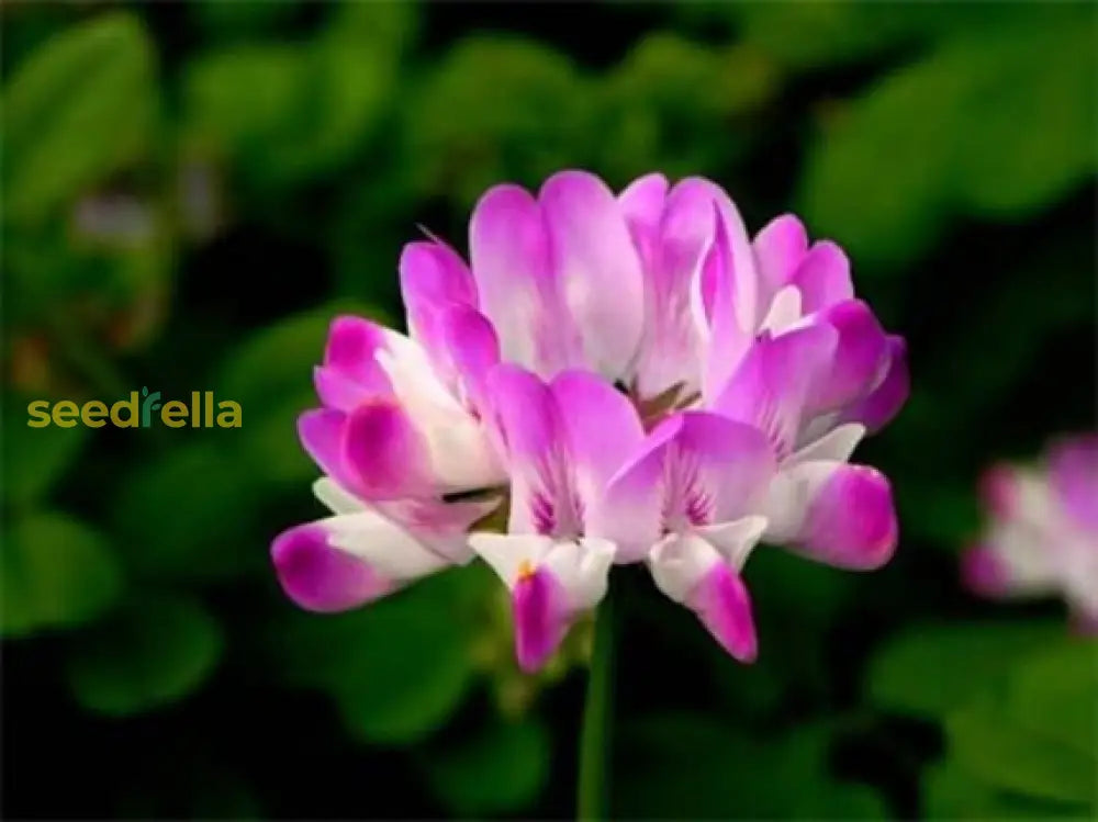 Astragalus Sinicus Seeds For Planting - Beautiful Flower Blooms