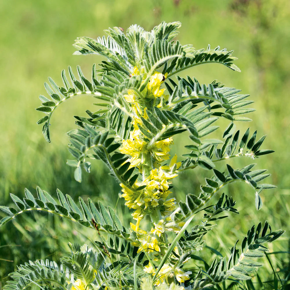Blooming Astragalus Yellow Flowers from Garden Seeds