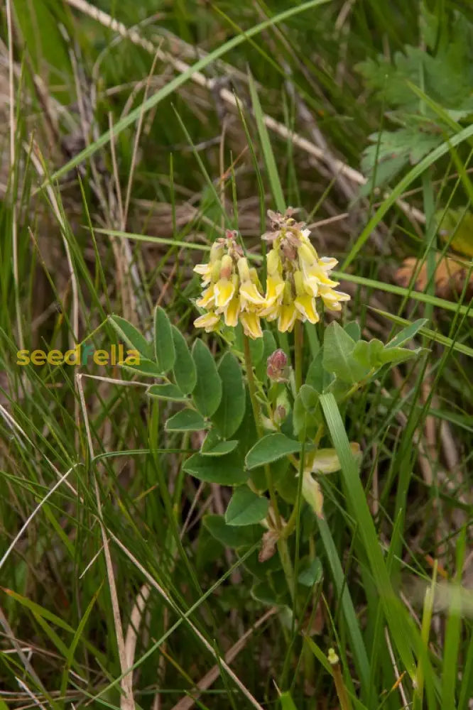 Astragalus Yellow Flower Seeds For Planting | Herbal Garden