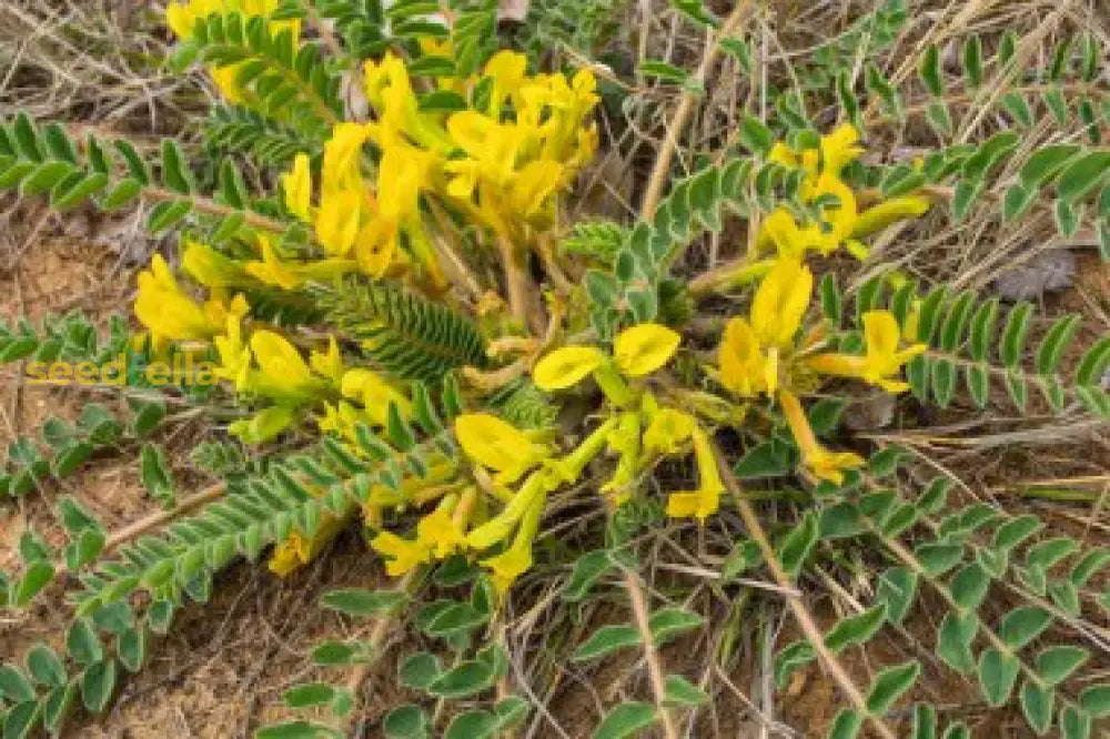 Astragalus Yellow Flower Seeds For Planting | Herbal Garden