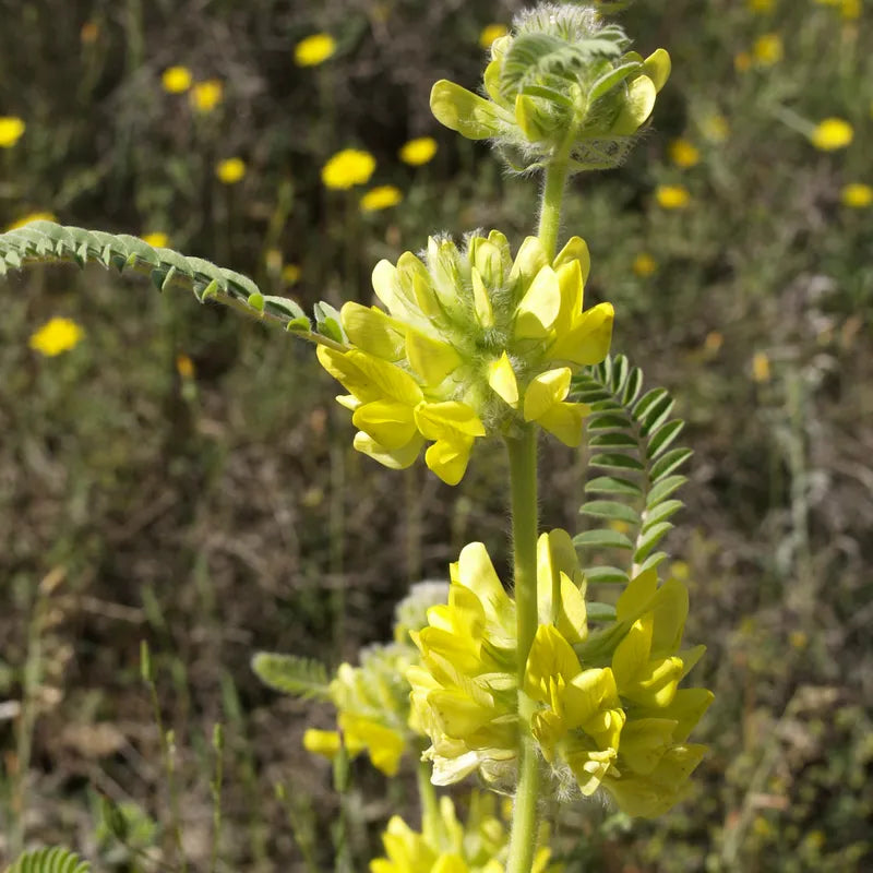 Astragalus Yellow Flower Seeds for Planting in Herbal Gardens