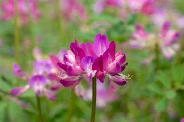 Purple Astragalus Flower Planting Seeds