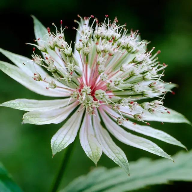 Astrantia Flower Seeds for planting