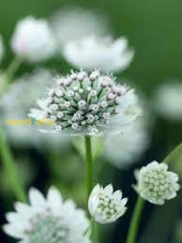 Astrantia Flower Seeds Collection For Planting