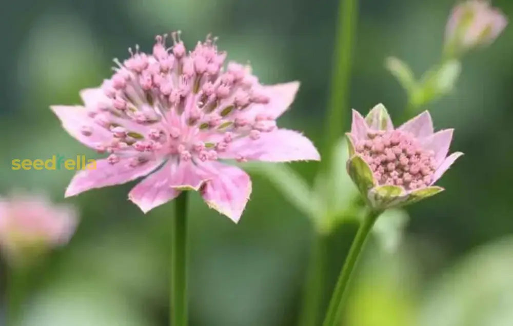 Astrantia Flower Seeds For Unique Planting