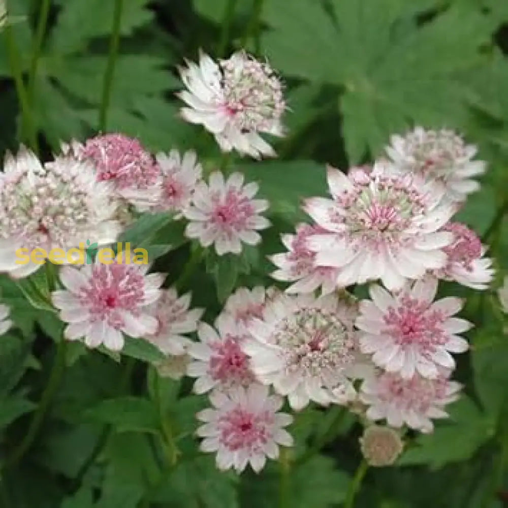 Astrantia Flower Seeds In White And Pink For Easy Planting