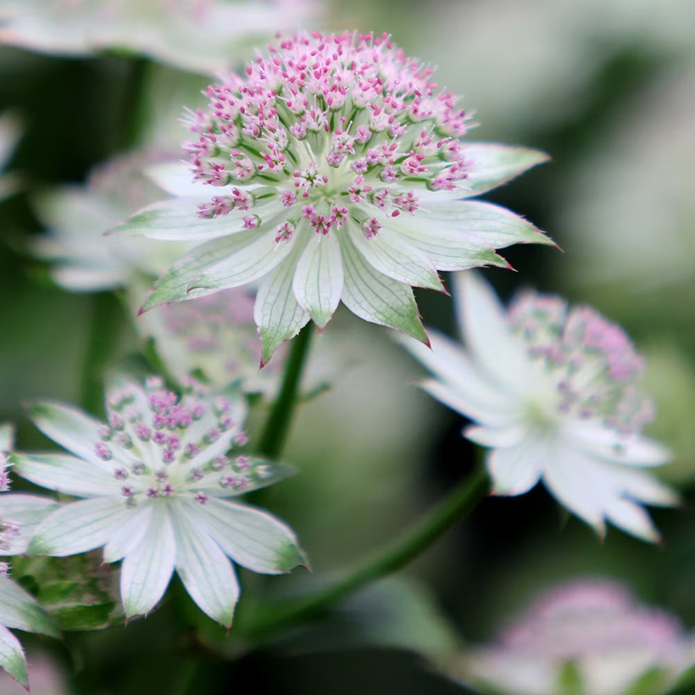 Astrantia Flower Seeds in white and pink mix for planting