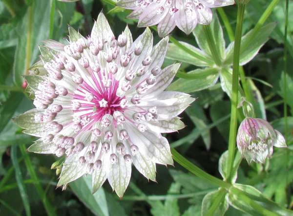 Astrantia Flower Seeds