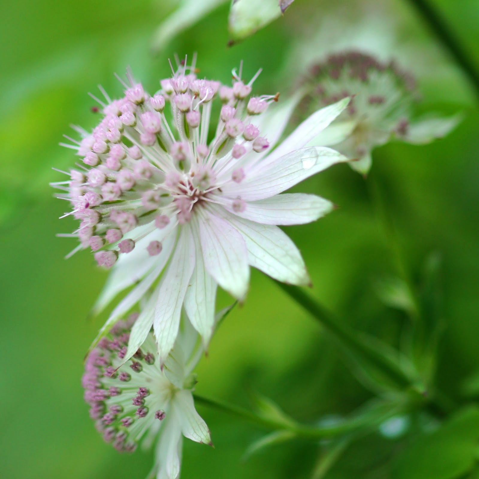 Astrantia garden plant with delicate white and pink blooms