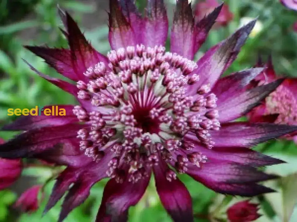 Astrantia Masterwort Purple Planting Seeds Flower