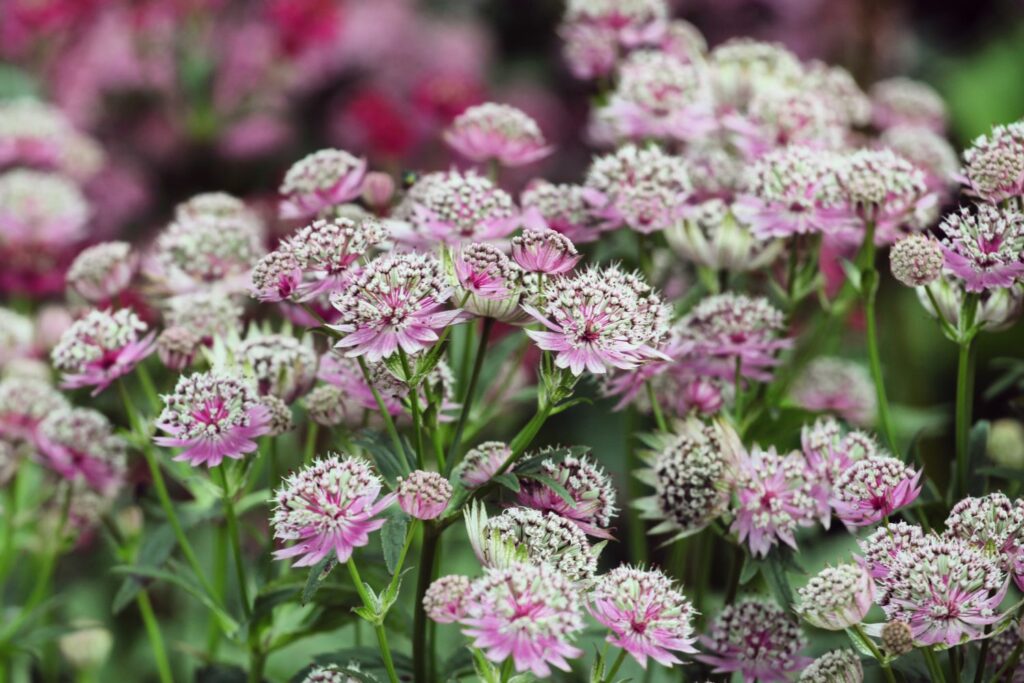 Fresh Astrantia flowers for decoration
