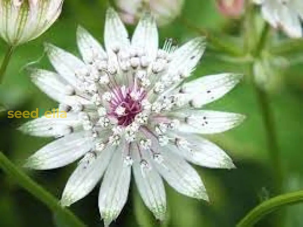 Astrantia Planting Seeds - Grow Stunning Blooms Flower