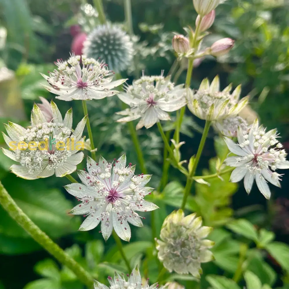 Astrantia Planting Seeds - Grow Stunning Blooms Flower