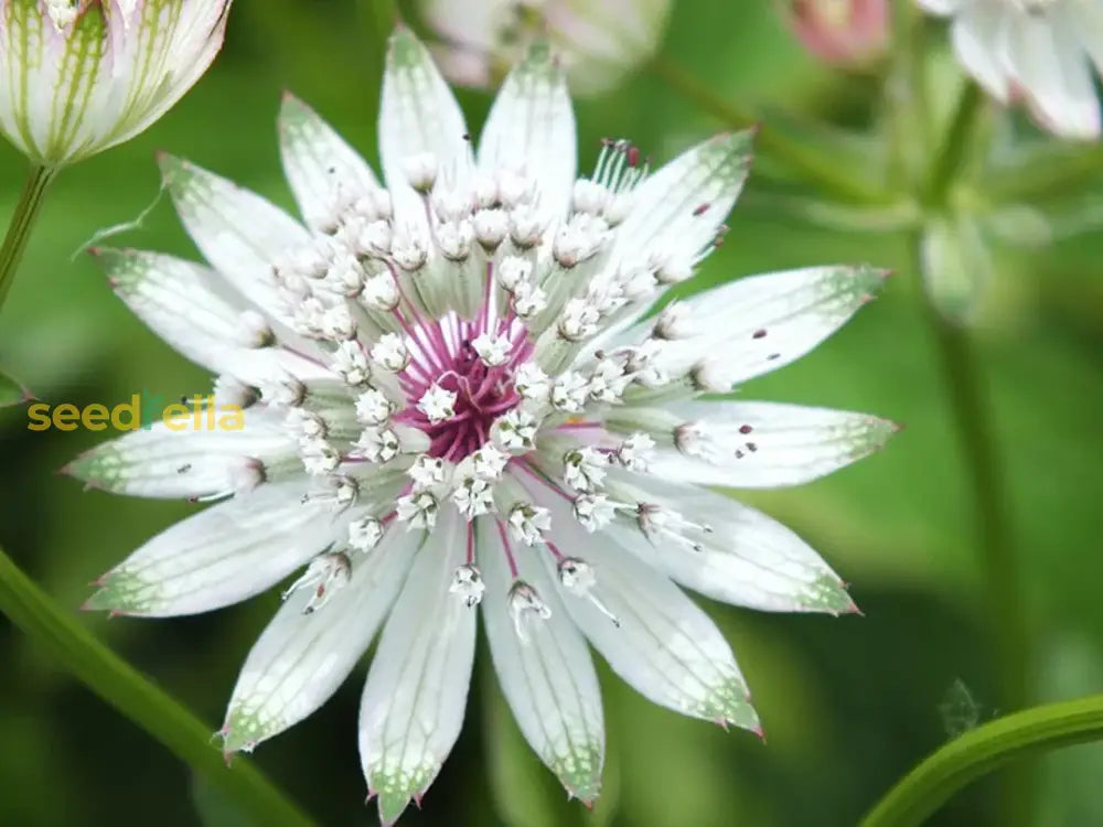 Astrantia Seeds For Starry Blooms Planting Flower