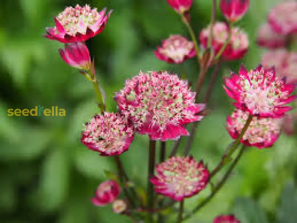 Astrantia Seeds For Starry Blooms Planting Flower