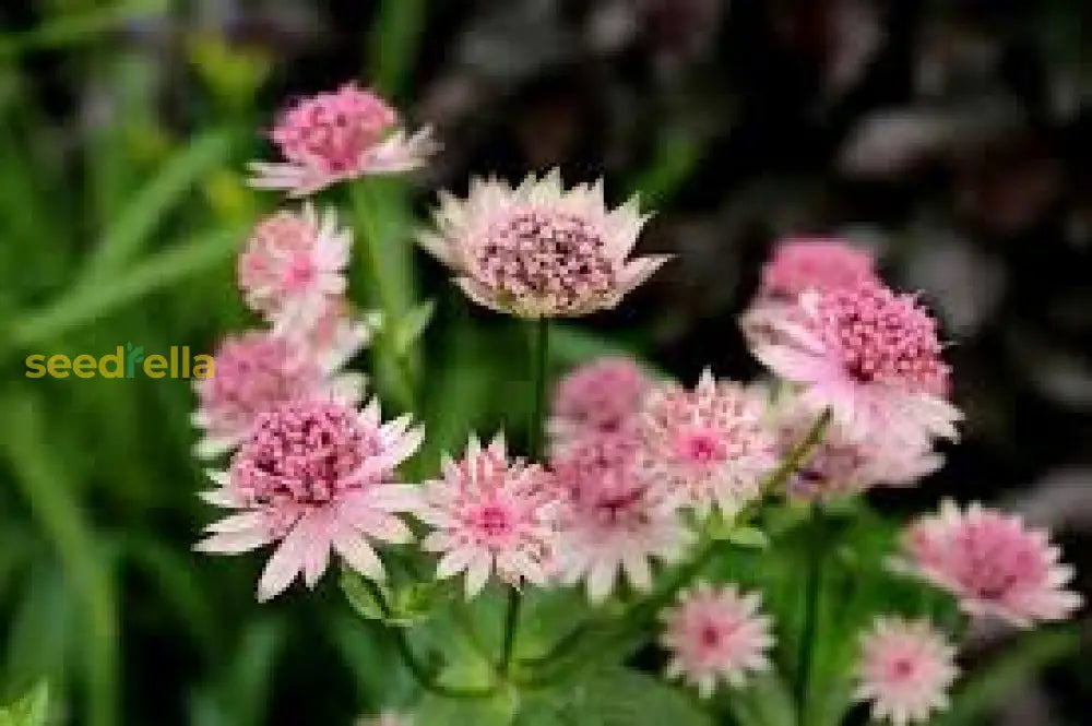 Astrantia Seeds Pink - Ideal For Planting Flower