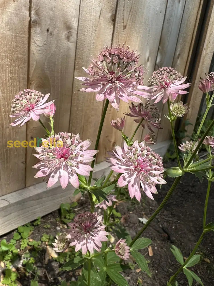 Astrantia Seeds Pink - Ideal For Planting Flower