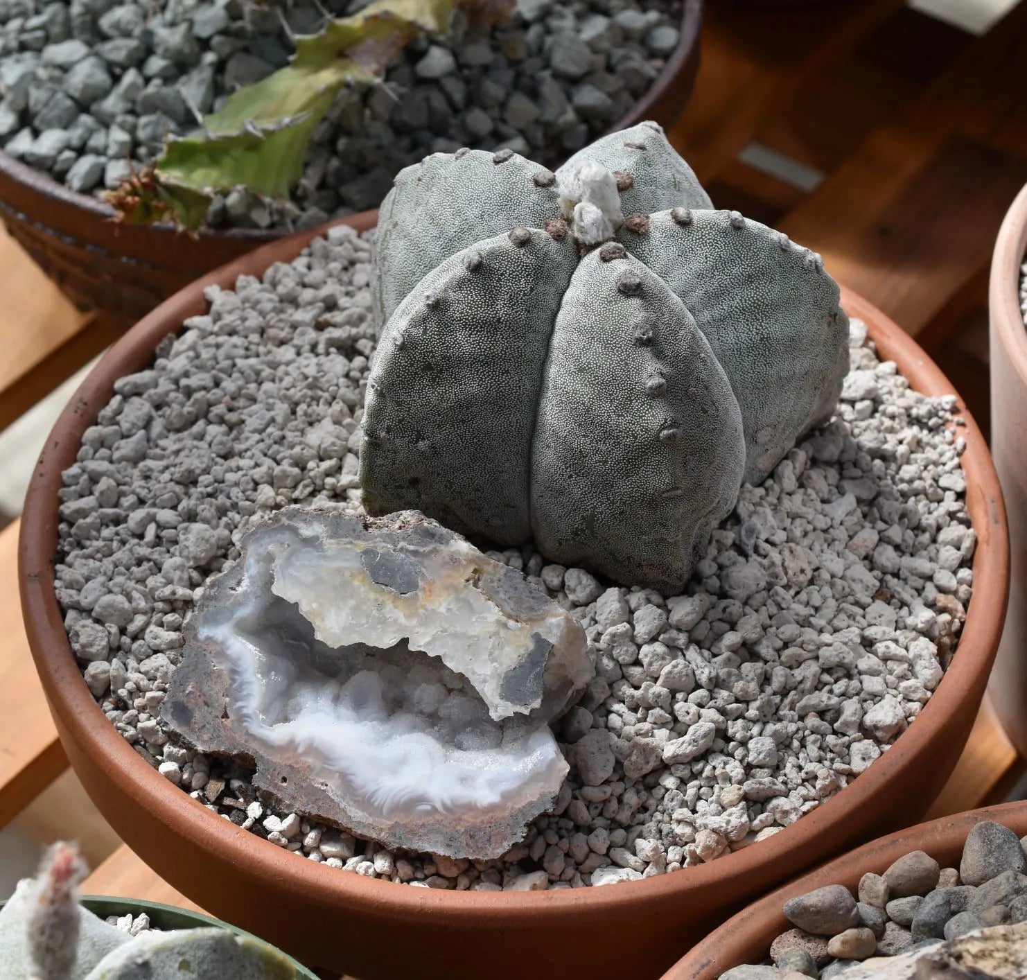 Planting Astrophytum Seeds For Cacti Lovers Herb