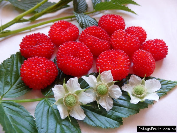 Atherton raspberry seeds red berry tropical fruit shrub